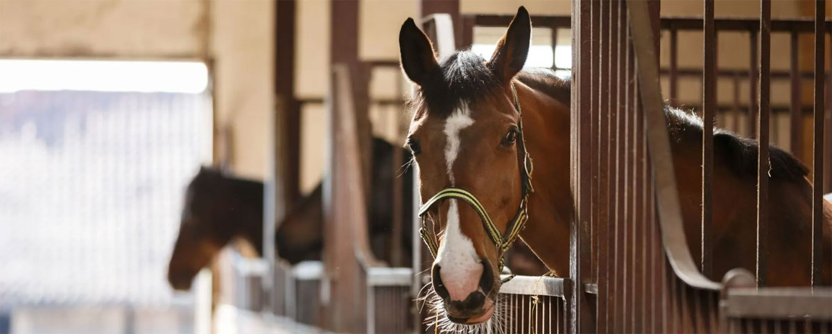 Écurie de propriétaire à Larçay